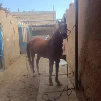 فروش ویژه کره مادیان