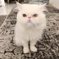 گربه نر جهت جفتگیری