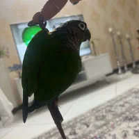 فروش طوطی گرینچیک|پرنده|سمنان, |دیوار