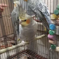 عروس هلندی|پرنده|نسیمشهر, |دیوار