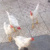 نیمچه خروس