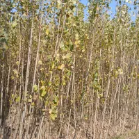 فروش نهالستان صنوبر درجه یک.