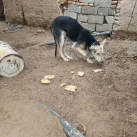 سگ نژاد ژرمن و دوبرمن هست|سگ|فهرج, |دیوار