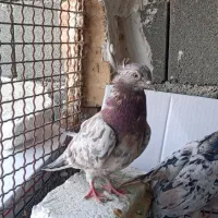 کبوتر بلند پرواز سرور اتیشی|پرنده|صباشهر, |دیوار