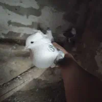 کبوتر زیبا و پرشی