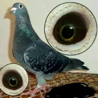 کبوتر جان اردن لوطین