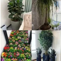 تعویض خاک گلدان و باغچه کاری شخم و هرس در محل