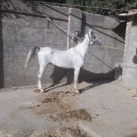 نریون و مادیون کالسکه ای