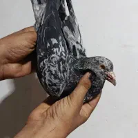 کفتر،کبوتر،کوهی دورگ هفترنگ