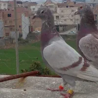 چند عدد کبوتر فروشی|پرنده|مینودشت, |دیوار