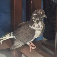 کفتر شازده