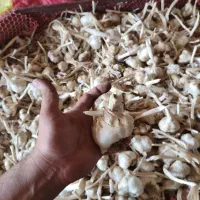 50تن سیرمتوسط ودرشت سیرسوپرکله بارسیرخشک
