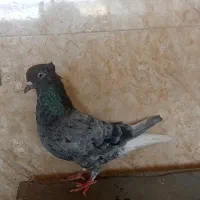 کبوتر پرنده