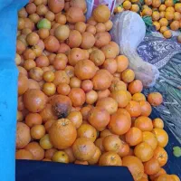 پرتغال و یـافــا شیرین آبدار بشرط