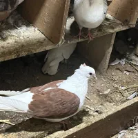 شوسرخ درجه یک