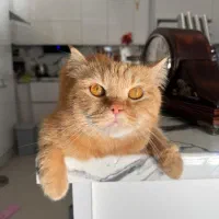 گربه بریتیش گارفیلد