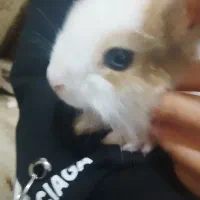 خروش اهلی|موش و خرگوش|الوند, |دیوار