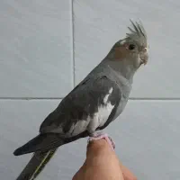 فروش ۲ عدد عروس هلندی ماده