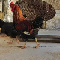 خروس چهل تاج