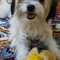 فروش سگ نژاد پیکنیزوشیتزودرپاکدشت