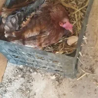 مرغ کرک . مرغ معمولی