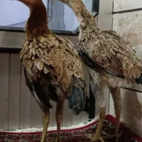 نوجه خروس لاری. نژاد پر مرغی