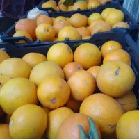 پرتقال تامسون