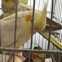 عروس هلندی
