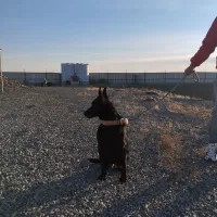 مالینویز بلک اورجینال