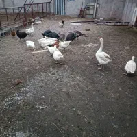 قو غاز بوقلمون مرغ خروس