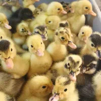 جوجه اردک  محلی  و جوجه مرغ|حیوانات مزرعه|رشت, باهنر|دیوار