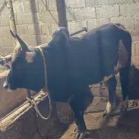 گاو|حیوانات مزرعه|چمستان, |دیوار