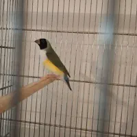 عروس هلندی/فنچ/قناری|پرنده|بهار, |دیوار