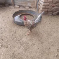 خروس محلی مفت|حیوانات مزرعه|سربیشه, |دیوار