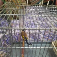 سهره متولد قفس|پرنده|فردیس, سرحد آباد|دیوار