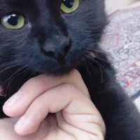 گربه  خانگی