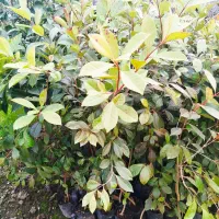 نهال درخت گواوا