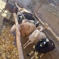 ۱۰راس  بره نر نژادی