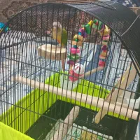 قیمت‌۵میلیون‌تومان‌|پرنده|تهران, جیحون|دیوار