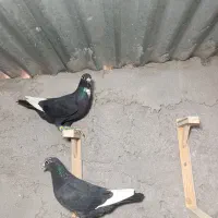 جونگ ماده پلنگ عتیقه|پرنده|زرند, |دیوار