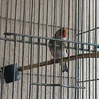 سهره  خوبه|پرنده|ری, دولت‌آباد|دیوار