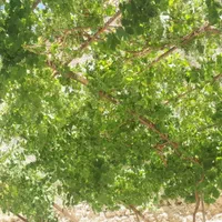 گمشده عروس هلندی