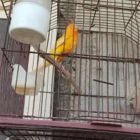 قناری|پرنده|امیدیه, |دیوار