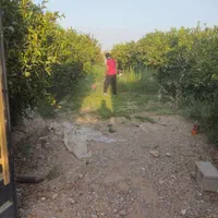 فروش باغ تقریبا ۵۰۰ متر