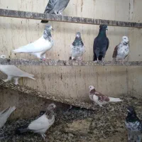 کبوتر فروشی|پرنده|قم, نخودی|دیوار