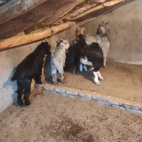 بز و بزغاله|حیوانات مزرعه|فلاورجان, |دیوار