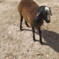 بر نر|حیوانات مزرعه|بوئین زهرا, |دیوار