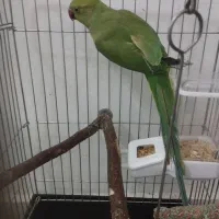 طوطی ملنگو|پرنده|اسدآباد, |دیوار