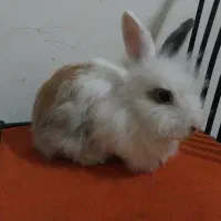 سه تا خرگوش بالغ جرسی و لوپ پشمالو و دستی فقط ۳۰۰|موش و خرگوش|هشتگرد, هشتگرد قدیم|دیوار