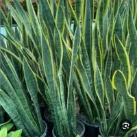 سانس ابلغ سطل 7 تخفیف ویژه